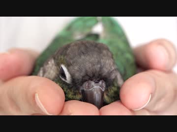 ウロコインコ：ハル【お茶碗スタイル】