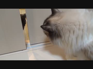 レオとしじみの新生活 Vol.4 　子猫を観察するレオ