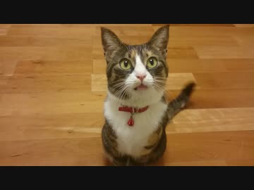 ねこ会話入門　第1講　「とりあえずうなずく」