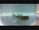 11.06こめ師【魚釣り】水槽に入れる魚釣り.mp4
