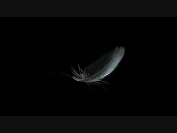 Good Tiger – Where Are The Birds