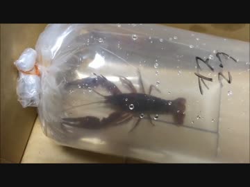 料理下手がくーねるまるた再現料理「ザリガニのサワークリームディップ」