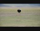 【完勝】チーターに圧勝し、サバンナの王者の地位を守ったダチョウさん