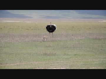 【完勝】チーターに圧勝し、サバンナの王者の地位を守ったダチョウさん