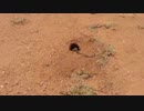 明暗を分けた二羽のウサギ