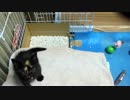 【癒し】 子猫（あずき）の成長日記　今日の様子③