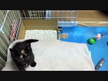 【癒し】 子猫（あずき）の成長日記　今日の様子③