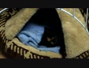 【癒し】 子猫の成長日記　「やっと新しいお家に入ってくれた」