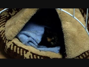 【癒し】 子猫の成長日記　「やっと新しいお家に入ってくれた」