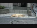 ボス猫、思う存分転がる