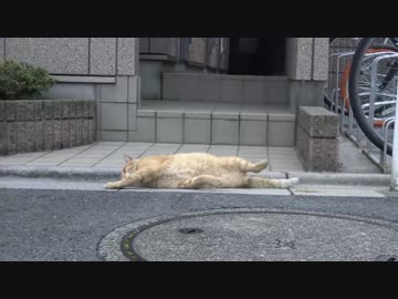 ボス猫、思う存分転がる