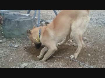 子犬がひたすら穴を掘る