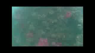 館山水中動画