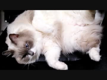 しろくてふわふわしたもの