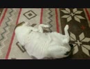 【可愛い】名前を呼ばれて返事をする猫【マロン】