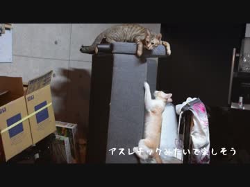 【ティガロビ生活記】猫の手も借りたい大掃除大作戦！
