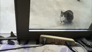 猫と戯れる　7日目