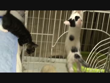 子猫の落下シーン集