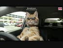 動物youtuber オフ会誰も来ずへこむ.mp4