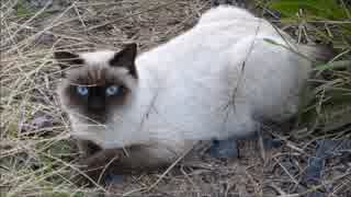 なんだこの野良猫はあぁぁ