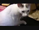 こんしゅうのおやつ【蒼民家の猫々】