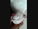 かわいいネコのボキボキ動画