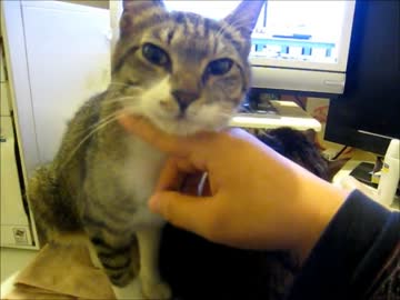 はじめての猫飼い098～保護猫ねぎま(仮)の日常～