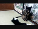 ねこじゃらしっぽ(・ω・)