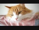 【#453】 冬毛もさもさ。　【猫万歳】