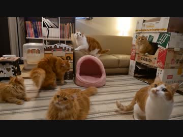 【マンチカンズ】リアルねこあつめ