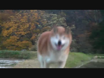 柴犬ジローと鬼ごっこ.wmv