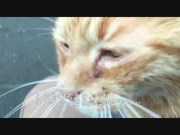 キンタマーキングする