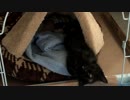 【癒し】 子猫の成長日記　「 無防備なあずにゃん、手が可愛い　」