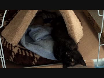 【癒し】 子猫の成長日記　「 無防備なあずにゃん、手が可愛い　」