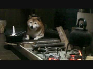 秋の夜長は・・・　柴犬ジロー