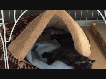 【癒し】 子猫の成長日記　「 寝床ではしゃぐあずにゃん　」