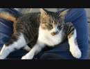 ど～～しても膝の上に乗っかりたい野良猫です