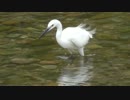 コサギとカルガモが川にいたので