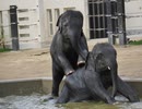 京都動物園・アジアゾウ