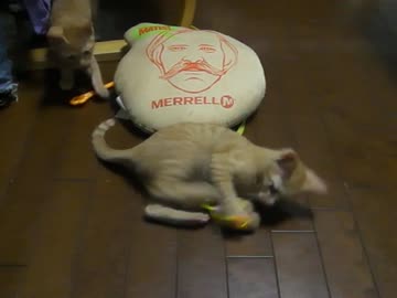 新・ぬこをひろってきました７