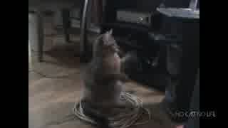 飛猫～狂乱のにゃんこ～