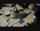【ティガロビ生活記】ダンボールに埋もれる猫