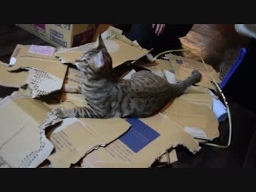 【ティガロビ生活記】ダンボールに埋もれる猫