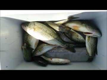 外来魚を食べよう〜ブラックバス編〜　①捌き方