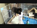 落ちるよ！落ちちゃうよ！