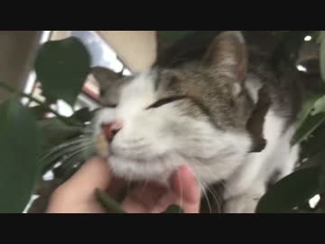 懐こさに定評のある猫、猫生の荒波に揉まれる