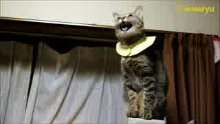 猫のエア虫とり