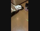爪とぎを奪われて荒れる猫の図
