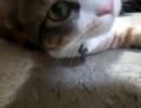 うちの猫：メイちゃんミクちゃん　５０