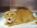激しくキレまくる猫